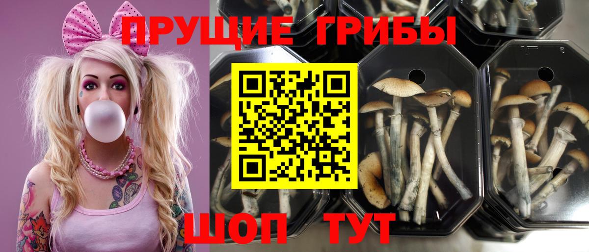 Кирово-Чепецк  Галлюциногенные грибы MAGIC MUSHROOMS  Вход с VPN 
