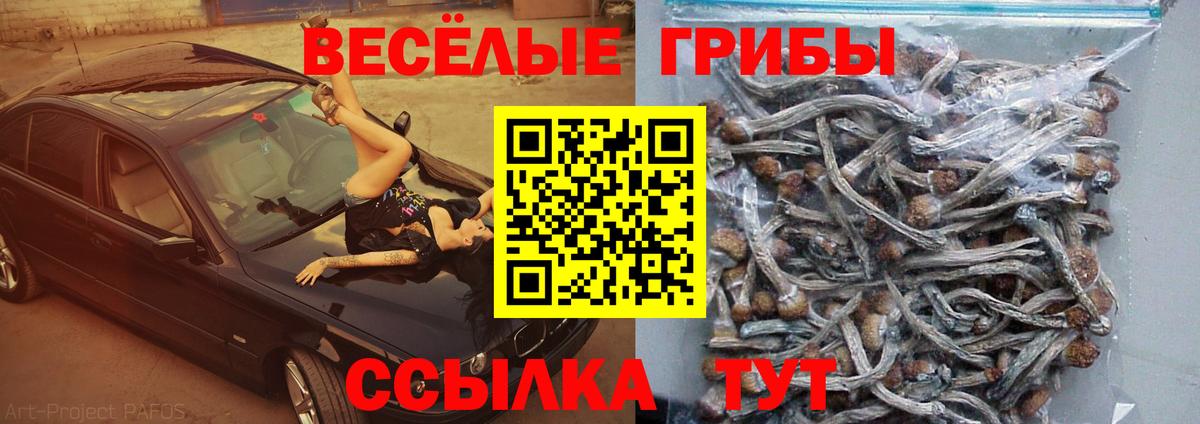 Псилоцибиновые грибы Psilocybe Кирово-Чепецк